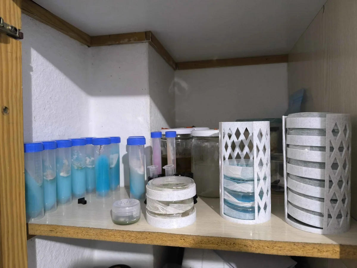 Estantería del laboratorio con cultivos líquidos y placas de Petri