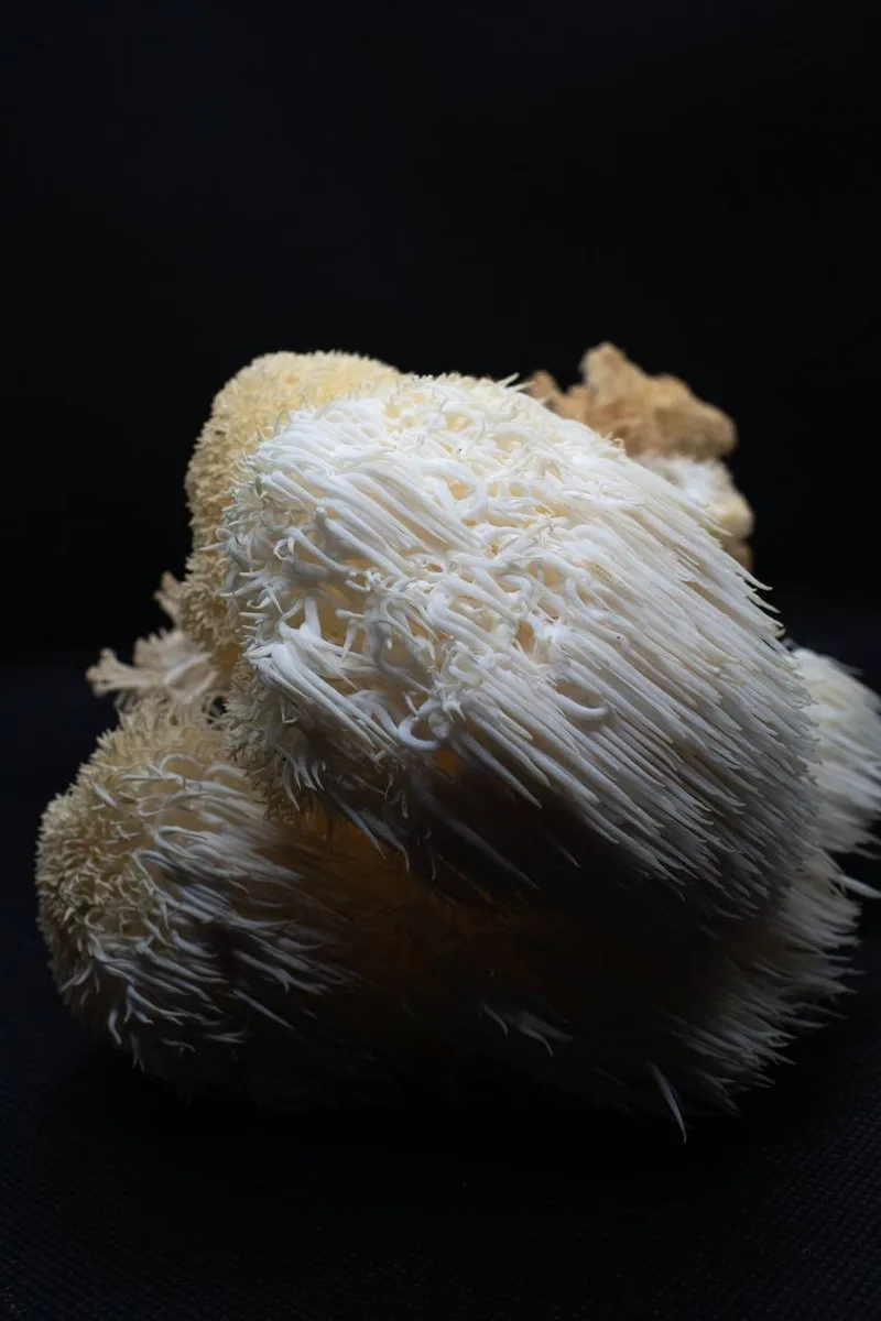 Melena de león (Hericium erinaceus) cultivada en Tenerife, con sus barbas colgando