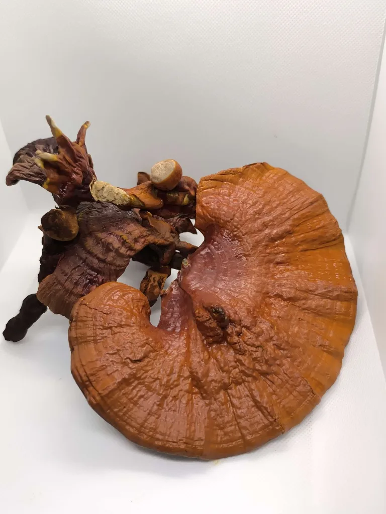 Reishi (Ganoderma lucidum) cosechado en el taller de mycotenerife en Tenerife